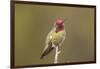 USA, California, San Luis Obispo. Male Anna's hummingbird displaying colors.-Jaynes Gallery-Framed Photographic Print