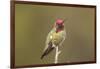 USA, California, San Luis Obispo. Male Anna's hummingbird displaying colors.-Jaynes Gallery-Framed Photographic Print