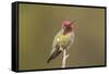 USA, California, San Luis Obispo. Male Anna's hummingbird displaying colors.-Jaynes Gallery-Framed Stretched Canvas