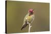 USA, California, San Luis Obispo. Male Anna's hummingbird displaying colors.-Jaynes Gallery-Stretched Canvas