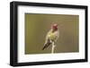 USA, California, San Luis Obispo. Male Anna's hummingbird displaying colors.-Jaynes Gallery-Framed Photographic Print