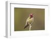 USA, California, San Luis Obispo. Male Anna's hummingbird displaying colors.-Jaynes Gallery-Framed Photographic Print