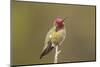 USA, California, San Luis Obispo. Male Anna's hummingbird displaying colors.-Jaynes Gallery-Mounted Photographic Print