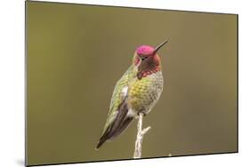 USA, California, San Luis Obispo. Male Anna's hummingbird displaying colors.-Jaynes Gallery-Mounted Photographic Print