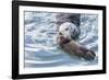 USA, California, San Luis Obispo. Sea otter mother and pup.-Jaynes Gallery-Framed Photographic Print