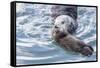 USA, California, San Luis Obispo. Sea otter mother and pup.-Jaynes Gallery-Framed Stretched Canvas