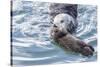 USA, California, San Luis Obispo. Sea otter mother and pup.-Jaynes Gallery-Stretched Canvas