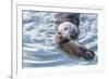 USA, California, San Luis Obispo. Sea otter mother and pup.-Jaynes Gallery-Framed Premium Photographic Print