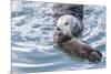 USA, California, San Luis Obispo. Sea otter mother and pup.-Jaynes Gallery-Mounted Premium Photographic Print