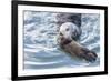 USA, California, San Luis Obispo. Sea otter mother and pup.-Jaynes Gallery-Framed Photographic Print