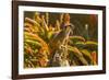 USA, California, Santa Barbara. Meerkat on Stump-Jaynes Gallery-Framed Photographic Print