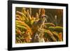 USA, California, Santa Barbara. Meerkat on Stump-Jaynes Gallery-Framed Photographic Print