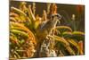 USA, California, Santa Barbara. Meerkat on Stump-Jaynes Gallery-Mounted Photographic Print