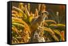 USA, California, Santa Barbara. Meerkat on Stump-Jaynes Gallery-Framed Stretched Canvas