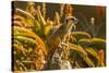 USA, California, Santa Barbara. Meerkat on Stump-Jaynes Gallery-Stretched Canvas