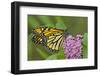 USA, California, Santa Barbara. Monarch butterfly on flower.-Jaynes Gallery-Framed Photographic Print