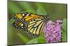 USA, California, Santa Barbara. Monarch butterfly on flower.-Jaynes Gallery-Mounted Photographic Print