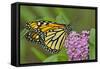 USA, California, Santa Barbara. Monarch butterfly on flower.-Jaynes Gallery-Framed Stretched Canvas