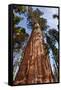 USA, California, Sequoia National Park, Giant Sequoia Ascends to the Sky-Ann Collins-Framed Stretched Canvas