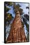 USA, California, Sequoia National Park, Giant Sequoia Ascends to the Sky-Ann Collins-Framed Stretched Canvas