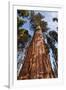 USA, California, Sequoia National Park, Giant Sequoia Ascends to the Sky-Ann Collins-Framed Premium Photographic Print