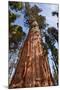 USA, California, Sequoia National Park, Giant Sequoia Ascends to the Sky-Ann Collins-Mounted Premium Photographic Print