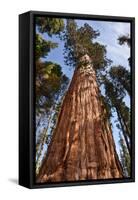 USA, California, Sequoia National Park, Giant Sequoia Ascends to the Sky-Ann Collins-Framed Stretched Canvas