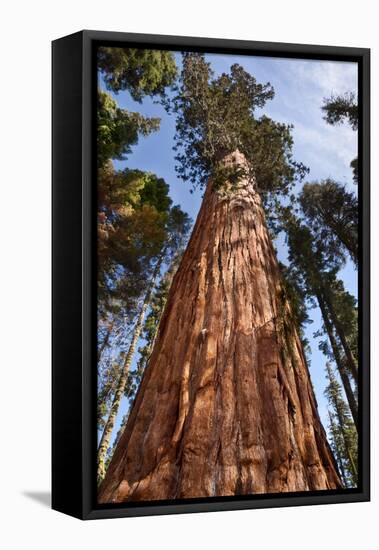 USA, California, Sequoia National Park, Giant Sequoia Ascends to the Sky-Ann Collins-Framed Stretched Canvas