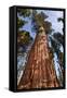 USA, California, Sequoia National Park, Giant Sequoia Ascends to the Sky-Ann Collins-Framed Stretched Canvas