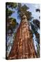 USA, California, Sequoia National Park, Giant Sequoia Ascends to the Sky-Ann Collins-Stretched Canvas