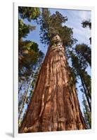 USA, California, Sequoia National Park, Giant Sequoia Ascends to the Sky-Ann Collins-Framed Photographic Print