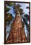 USA, California, Sequoia National Park, Giant Sequoia Ascends to the Sky-Ann Collins-Framed Photographic Print