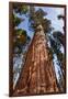 USA, California, Sequoia National Park, Giant Sequoia Ascends to the Sky-Ann Collins-Framed Photographic Print