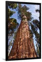 USA, California, Sequoia National Park, Giant Sequoia Ascends to the Sky-Ann Collins-Framed Photographic Print