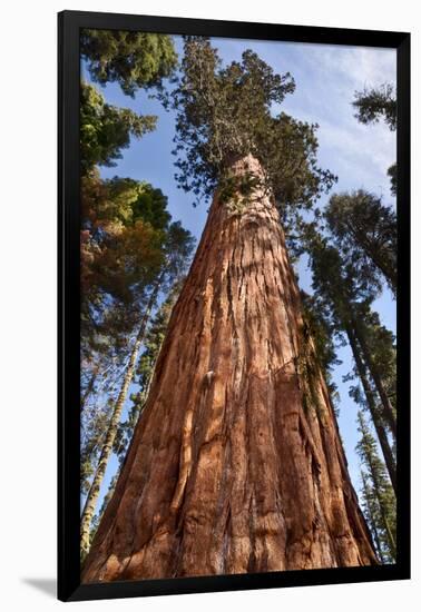 USA, California, Sequoia National Park, Giant Sequoia Ascends to the Sky-Ann Collins-Framed Photographic Print