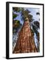 USA, California, Sequoia National Park, Giant Sequoia Ascends to the Sky-Ann Collins-Framed Photographic Print