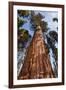 USA, California, Sequoia National Park, Giant Sequoia Ascends to the Sky-Ann Collins-Framed Photographic Print