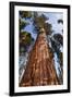 USA, California, Sequoia National Park, Giant Sequoia Ascends to the Sky-Ann Collins-Framed Photographic Print