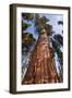 USA, California, Sequoia National Park, Giant Sequoia Ascends to the Sky-Ann Collins-Framed Photographic Print