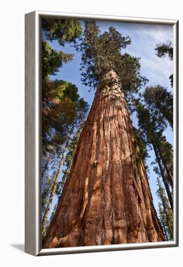 USA, California, Sequoia National Park, Giant Sequoia Ascends to the Sky-Ann Collins-Framed Photographic Print