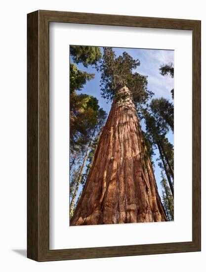 USA, California, Sequoia National Park, Giant Sequoia Ascends to the Sky-Ann Collins-Framed Photographic Print