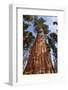 USA, California, Sequoia National Park, Giant Sequoia Ascends to the Sky-Ann Collins-Framed Photographic Print