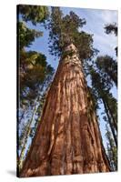 USA, California, Sequoia National Park, Giant Sequoia Ascends to the Sky-Ann Collins-Stretched Canvas