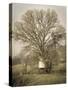 USA, California, Shell Creek Road. Windmill, water tank and oak tree.-Jaynes Gallery-Stretched Canvas