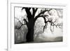 USA, California, Shell Creek. Silhouette of oak tree in fog.-Jaynes Gallery-Framed Premium Photographic Print