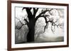 USA, California, Shell Creek. Silhouette of oak tree in fog.-Jaynes Gallery-Framed Premium Photographic Print