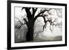 USA, California, Shell Creek. Silhouette of oak tree in fog.-Jaynes Gallery-Framed Premium Photographic Print