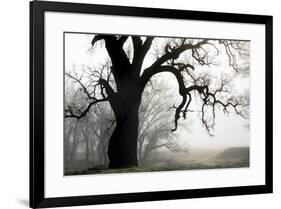 USA, California, Shell Creek. Silhouette of oak tree in fog.-Jaynes Gallery-Framed Premium Photographic Print