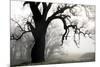 USA, California, Shell Creek. Silhouette of oak tree in fog.-Jaynes Gallery-Mounted Premium Photographic Print