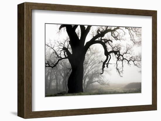 USA, California, Shell Creek. Silhouette of oak tree in fog.-Jaynes Gallery-Framed Photographic Print